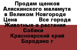 Продам щенков Аляскинского маламута в Великом Новгороде › Цена ­ 5 000 - Все города Животные и растения » Собаки   . Красноярский край,Бородино г.